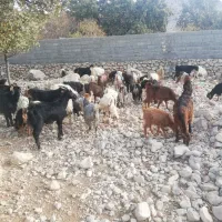 باسلام فروش 20 راس کهره نرگله ای|حیوانات مزرعه|کازرون, |دیوار