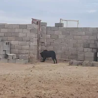 سگ لاس سرابی گله|سگ|اصفهان, باغ زرشک|دیوار