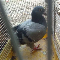 کبوتر سبز نر