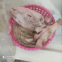 کله پاچه شیشک نر درشت سیرابی و جگر گوسفندی تازه|خوردنی و آشامیدنی|فردیس, شهرک ارم|دیوار