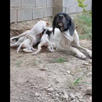 سگ انگلیس اصل