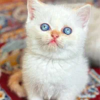 بریتیش شورت هیر