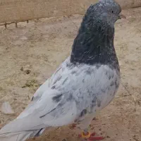 یک جفت کبوتر کله سبزو الماسی و ساده مگسی ماده|پرنده|مشهد, شهرک رازی (شهرک غرب)|دیوار