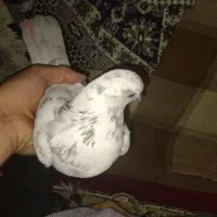 کفتر پرشی درجه یک|پرنده|شهر ری, سیزده آبان|دیوار