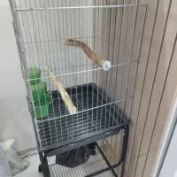 قفس