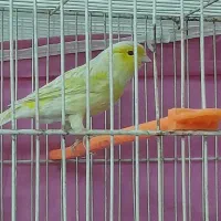 سه تا قناری مست شلاغی شبانه روزی|پرنده|مشهد, شهرک امام سجاد|دیوار