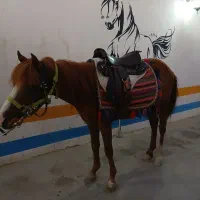 پونی قدرتمند