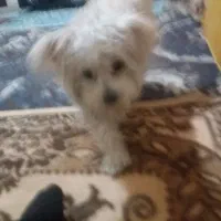 گمشده|حیوانات|تبریز, |دیوار