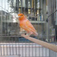 قناری نر شلاقی ماده آماده چمنی  لیزارد سرخ برفکی