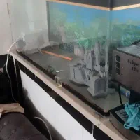 آکواریوم|ماهی|کرمانشاه, |دیوار