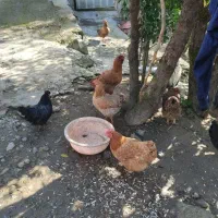 مرغ و خروس محلی