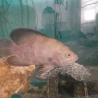 آکواریوم|ماهی|باسمنج, |دیوار