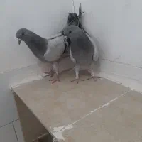 جفت جوجه سبز پر