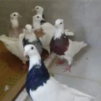 کبوتر طوقی|پرنده|محمدشهر, محمدشهر|دیوار