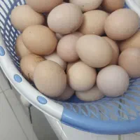 تخم مرغ نطفه دار