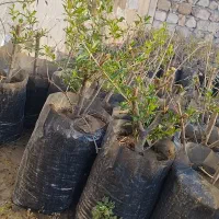 نهال انار درجه یک سیاب|خدمات باغبانی و درختکاری|طرهان, |دیوار
