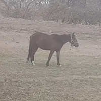 اسب یورقه|اسب و تجهیزات اسب‌سواری|نیشابور, کوی فرهنگیان|دیوار