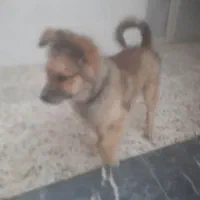 واگذاری رایگان