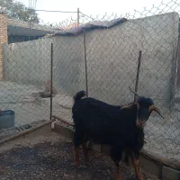 ۲بز جوان داشتی|حیوانات مزرعه|سراب میمه, |دیوار