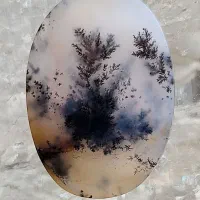 شجر منحصر بفرد سوزنی با منظره‌ایی استثنایی