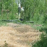 اسب مادیون ترکی