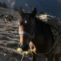 اسب نر