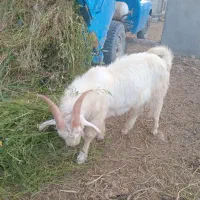 بزغاله سانن ۷ ماهه