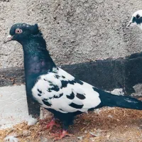 کبوتر صید|پرنده|شیروان (خراسان), |دیوار