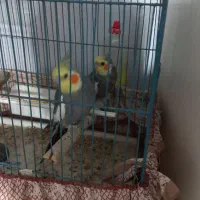 عروس هلندی  جفت