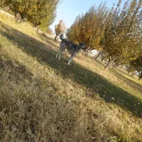 سگ گله|سگ|محمدبار, |دیوار