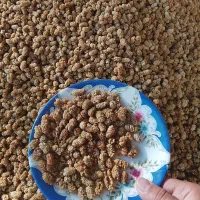 توت خشک درجه یک|خوردنی و آشامیدنی|نیر (یزد), |دیوار