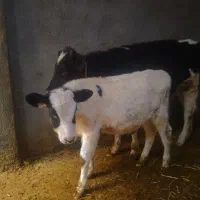 دوراس گوساله