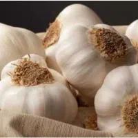 راهنمایی شراکت کاشت سیر