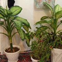 گل دیفن باخیا