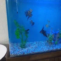 ماهی آنجل|ماهی|تهران, شهرک رضویه|دیوار