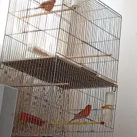 قناری|پرنده|اردکان, |دیوار