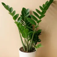 گیاه آپارتمانی زامفولیا کوچک و بزرگ