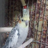 عروس هلندی مولد آماده جفت کردن