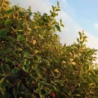 نهالستان یاس