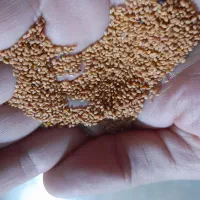 بذر کاملینا