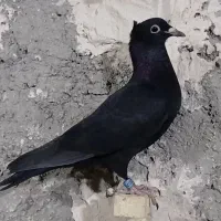 زاغ گوک