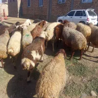 میش داشتی ابستن|حیوانات مزرعه|باوله, |دیوار