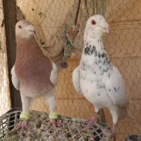 کفتر زرد سرخ سبز سار کله هما|پرنده|تربت‌حیدریه, نواب صفوی|دیوار