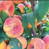 فروشی نهال و صنوبرستان|حراج|مهاباد (آذربایجان غربی), |دیوار