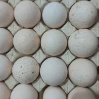 تخم نطفه دار بوقلمون برنز