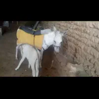 الاغ