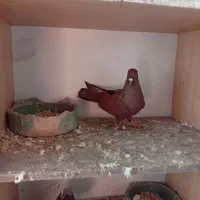 کبوتر سرخ انگلیسی