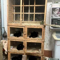 لانه کار کرده