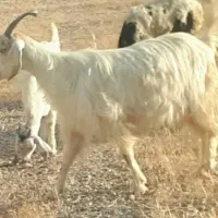 دزدیده شده بز و میش|حیوانات|دهدشت, |دیوار