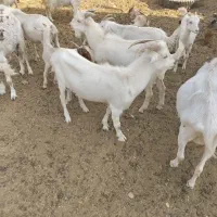 بز سانن